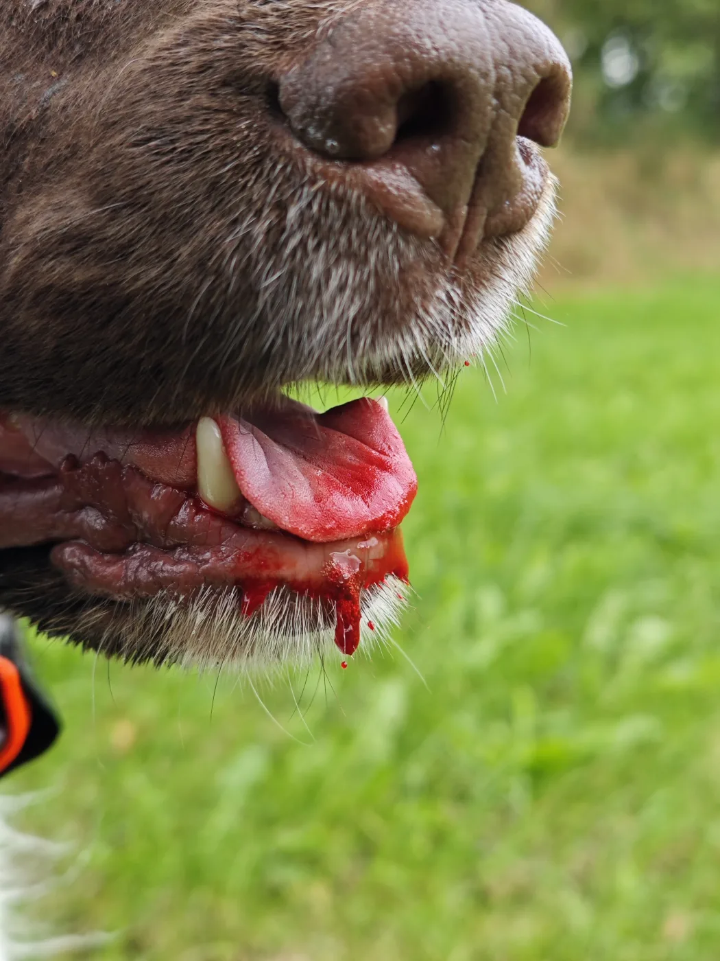 Teilnahme Erste Hilfe am Jagdhund Bild 1