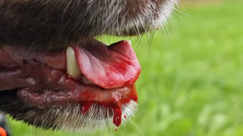 Erste Hilfe am Jagdhund